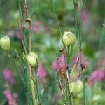 Anthericum ramosum Fruit