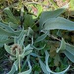 Centaurea uniflora Foglia