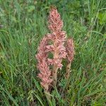 Orobanche rapum-genistae Hábito