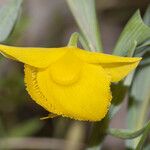 Calochortus amabilis Flor