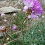 Armeria multiceps Kvet