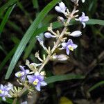 Liriope spicata Flor