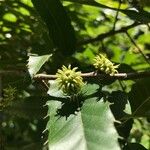 Quercus acutissima Φρούτο