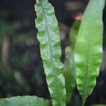 Elaphoglossum succubus Levél