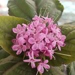 Clerodendrum bungei फूल