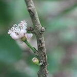 Eugenia stictopetala Floare