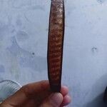 Leucaena leucocephala Frutto