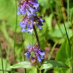 Penstemon procerus Yeri