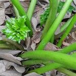 Acanthus mollis Leaf