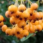 Pyracantha crenulata Плід