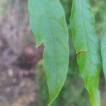 Buddleja auriculata Folio