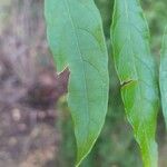 Buddleja auriculata Leaf