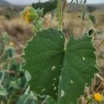 Abutilon pannosum Liść