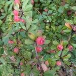 Berberis aggregata Fruit