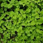 Circaea alpina Leaf