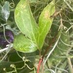 Clematis integrifolia Ліст