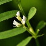 Vicia hirsuta Blüte