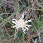 Centaurea diffusa Virág