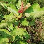 Clappertonia ficifolia Blatt