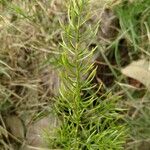 Asparagus racemosus Leht