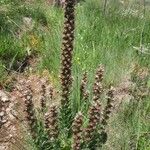 Echium boissieri Cvijet