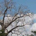 Adansonia digitata Fruto