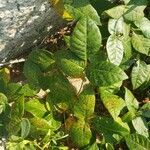 Toxicodendron radicans Ліст