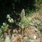Trisetum paniceum 花