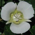 Calochortus gunnisonii Flower