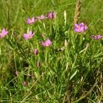 Centaurium pulchellum Хабит