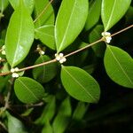 Myrciaria floribunda Leaf