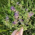 Lupinus hillii Flower