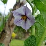 Solanum anguivi Virág