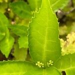 Sarcandra glabra 葉