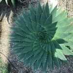 Aloe polyphylla Blad