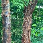 Acer griseum Rinde