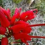 Grevillea wilsonii Цвят