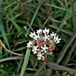 Asclepias woodsoniana Flower