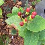 Hypericum androsaemum Плод