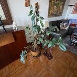 Ficus elastica Habit