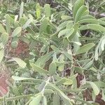 Salvadora australis Φύλλο