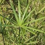 Cyperus papyrus Folha