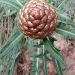 Rhaponticum coniferum Blüte