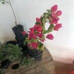 Bougainvillea glabra花