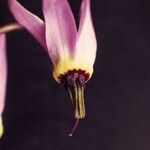 Primula jeffreyi Flower