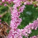 Tamarix ramosissima Blomst