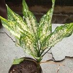 Aglaonema costatum Leaf