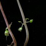 Lecanthus peduncularis Хабит