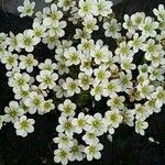 Saxifraga muscoides Fula