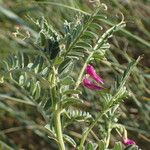 Vicia monantha Flower